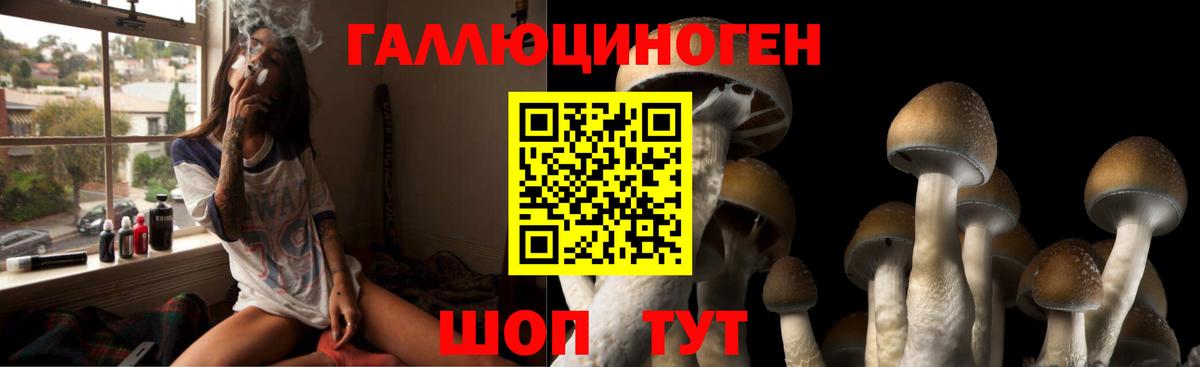 купить наркотик  Галлюциногенные грибы Psilocybe  Вход с VPN  Горно-Алтайск 